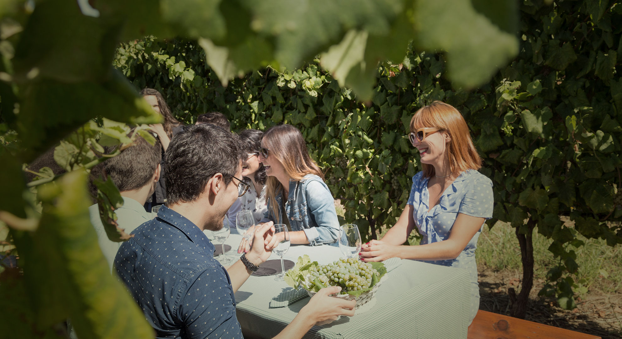 Picnics in the vineyards