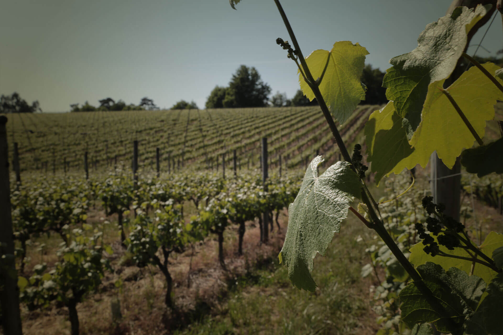 Quinta de Aveleda Penafiel