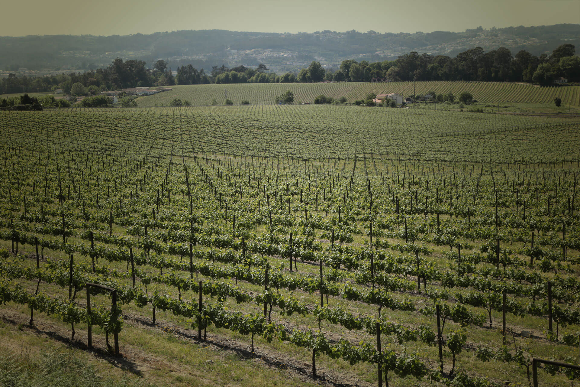 Quinta de Aveleda Penafiel