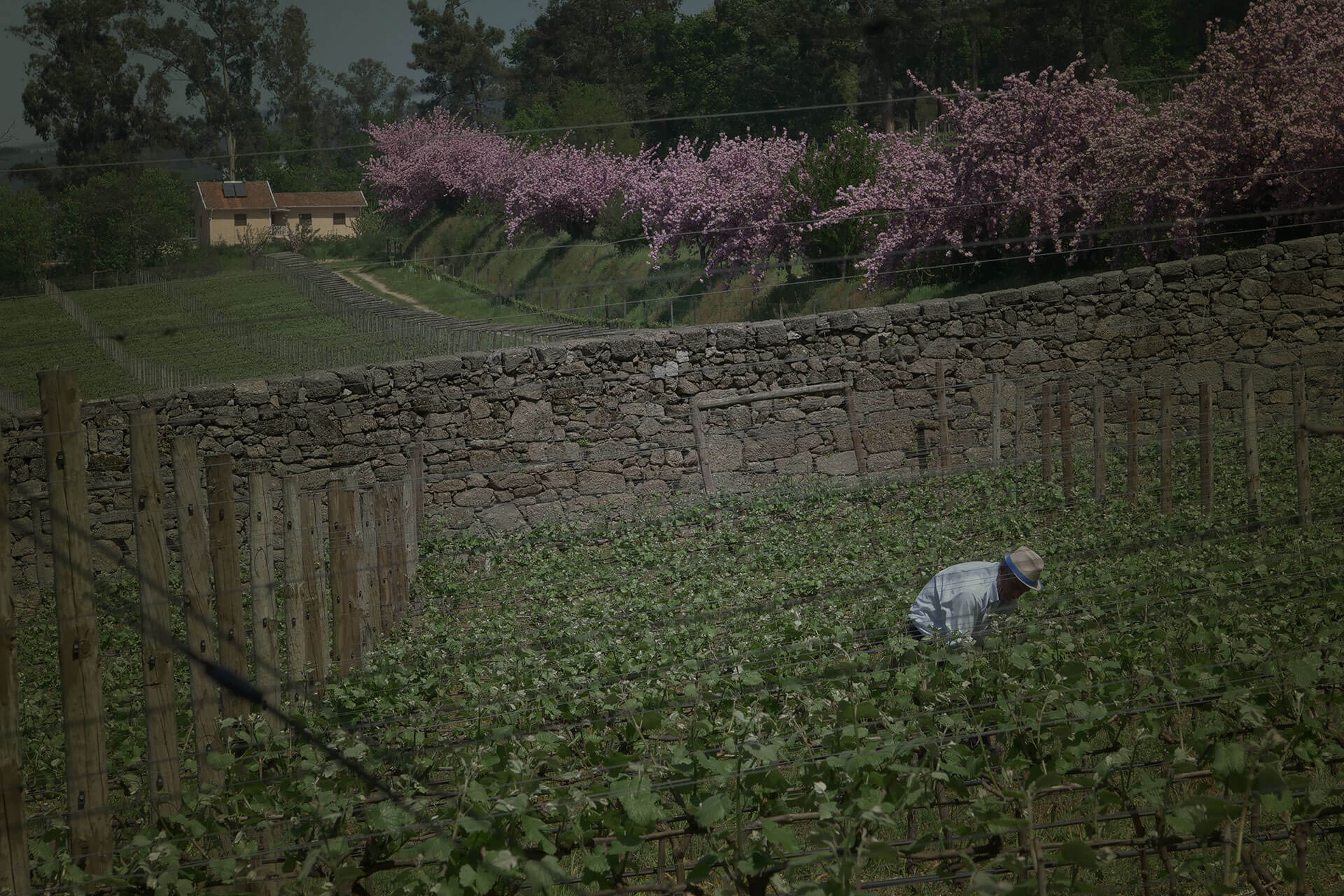 Quinta de Aveleda Penafiel