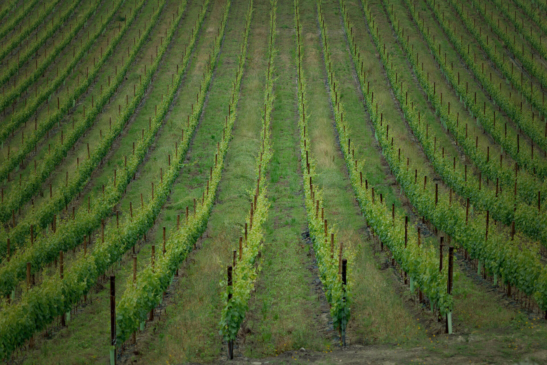 Quinta de Ruivães