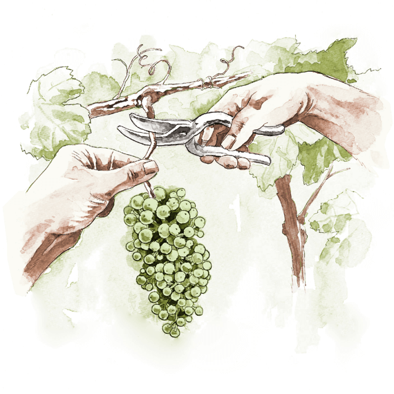 Harvest